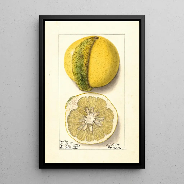 Citrus paradisi Chimera - Ellen Isham Schutt — oprawiony obraz na ścianie