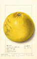 Citrus paradisi Pink Fleshed - Ellen Isham Schutt — widok dzieła