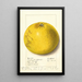 Citrus paradisi Pink Fleshed - Ellen Isham Schutt — oprawiony obraz na ścianie
