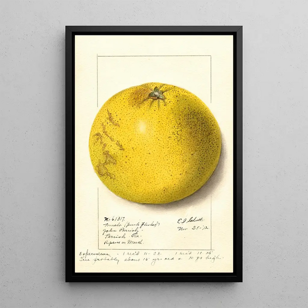Citrus paradisi Pink Fleshed - Ellen Isham Schutt — oprawiony obraz na ścianie