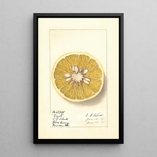 Citrus paradisi Royal - Ellen Isham Schutt — oprawiony obraz na ścianie