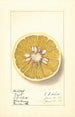 Citrus paradisi Royal - Ellen Isham Schutt — widok dzieła