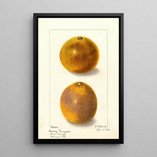 Citrus sinensis - Ellen Isham Schutt — oprawiony obraz na ścianie