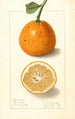 Citrus sinensis Bonboro - Ellen Isham Schutt — widok dzieła