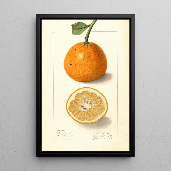 Citrus sinensis Bonboro - Ellen Isham Schutt — oprawiony obraz na ścianie