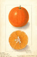 Citrus sinensis Dugats Improved - Ellen Isham Schutt — widok dzieła