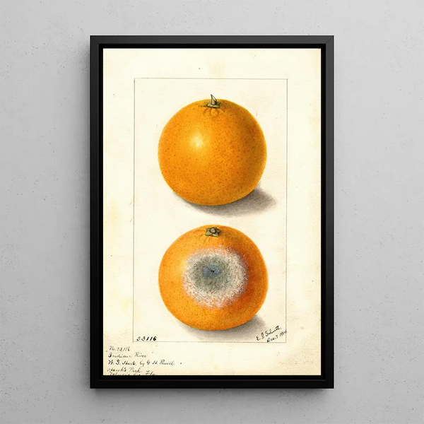 Citrus sinensis Indian River - Ellen Isham Schutt — oprawiony obraz na ścianie