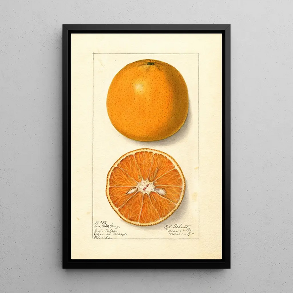 Citrus sinensis Lue Gim Gong - Ellen Isham Schutt — oprawiony obraz na ścianie