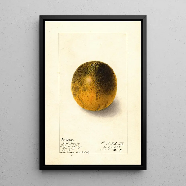 Citrus sinensis Valencia - Ellen Isham Schutt — oprawiony obraz na ścianie