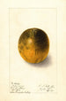 Citrus sinensis Valencia - Ellen Isham Schutt — widok dzieła
