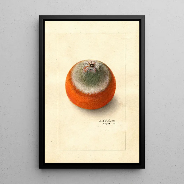 Citrus sinensis Valencia tardive - Ellen Isham Schutt — oprawiony obraz na ścianie