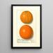 Citrus sinensis Washington Navel - Ellen Isham Schutt — oprawiony obraz na ścianie
