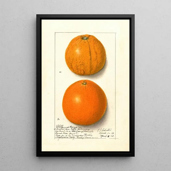 Citrus sinensis Washington Navel - Ellen Isham Schutt — oprawiony obraz na ścianie