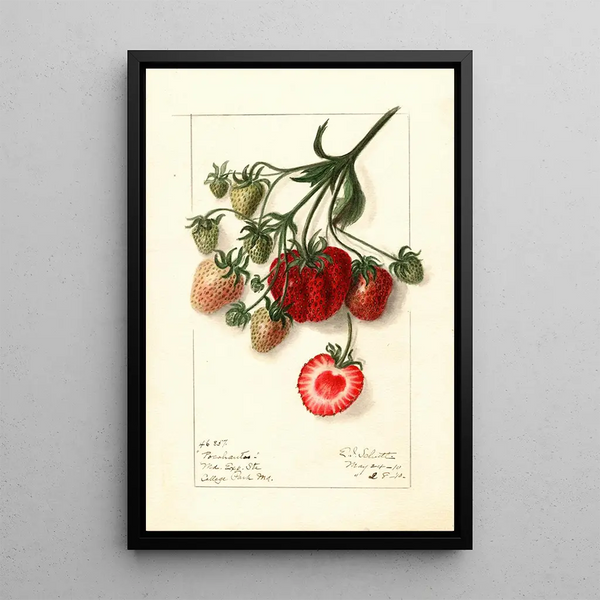 Fragaria Pocahontas - Ellen Isham Schutt — oprawiony obraz na ścianie