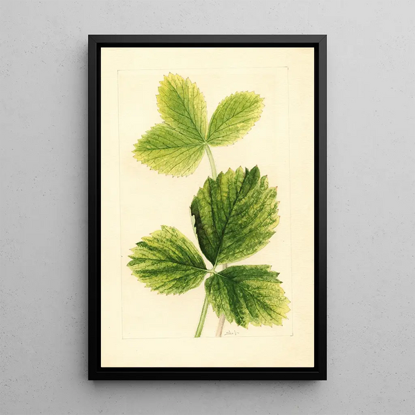 Fragaria Strawberry - Ellen Isham Schutt — oprawiony obraz na ścianie