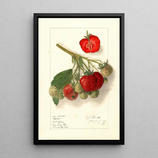 Fragaria Velvet - Ellen Isham Schutt — oprawiony obraz na ścianie