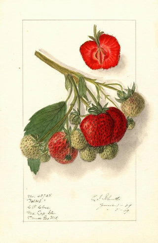Ellen Isham Schutt - Fragaria Velvet.webp
