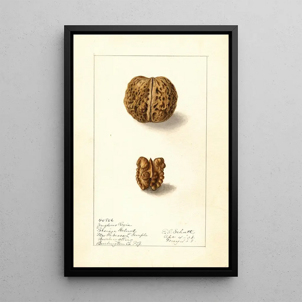 Juglans regia - Ellen Isham Schutt — oprawiony obraz na ścianie