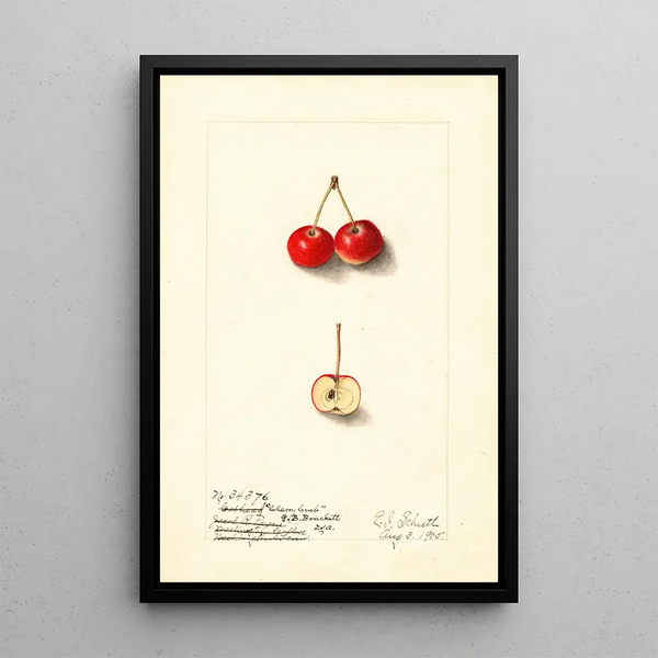 Malus Cherry Crab - Ellen Isham Schutt — oprawiony obraz na ścianie