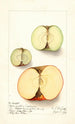 Malus domestica - Ellen Isham Schutt — widok dzieła