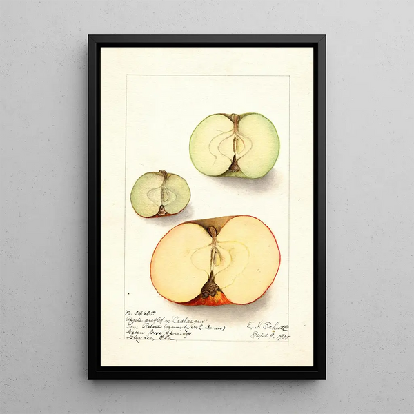 Malus domestica - Ellen Isham Schutt — oprawiony obraz na ścianie