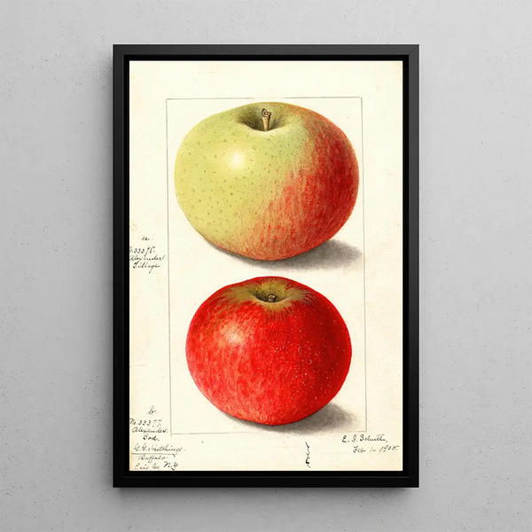 Malus domestica Alexander Tillage - Ellen Isham Schutt — oprawiony obraz na ścianie
