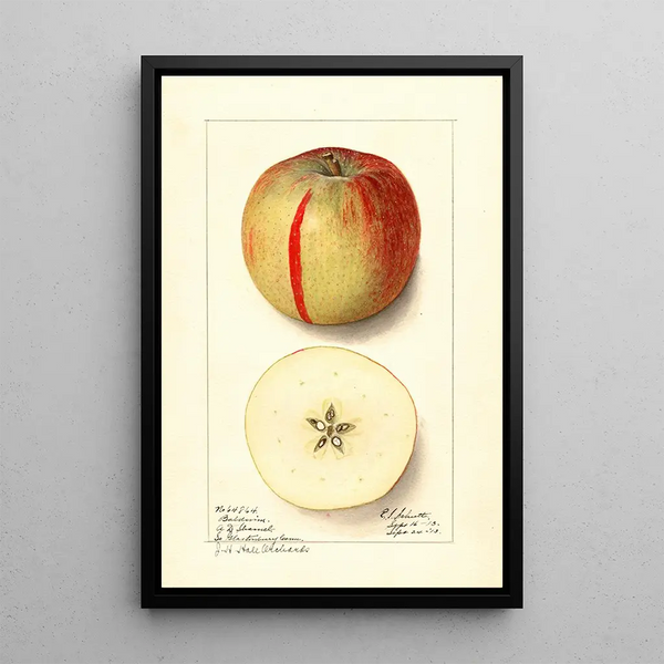 Malus domestica Baldwin - Ellen Isham Schutt — oprawiony obraz na ścianie