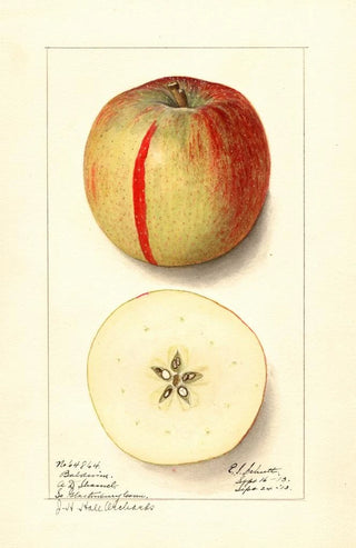 Ellen Isham Schutt - Malus domestica Baldwin.webp