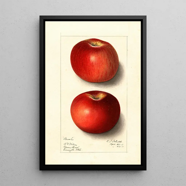 Malus domestica Beach - Ellen Isham Schutt — oprawiony obraz na ścianie