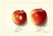 Malus domestica Jonathan - Ellen Isham Schutt — widok dzieła