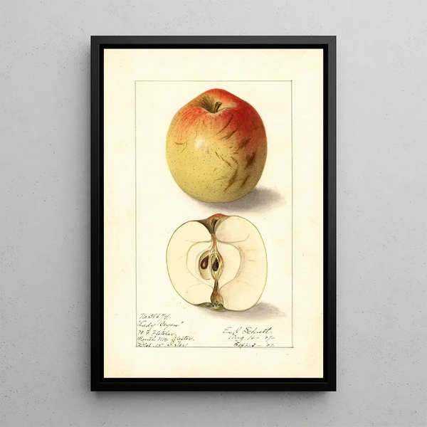 Malus domestica Lady Bryan - Ellen Isham Schutt — oprawiony obraz na ścianie