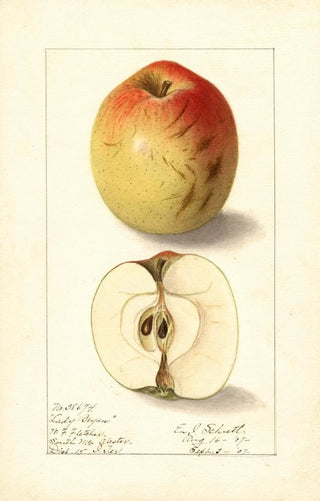 Ellen Isham Schutt - Malus domestica Lady Bryan.webp