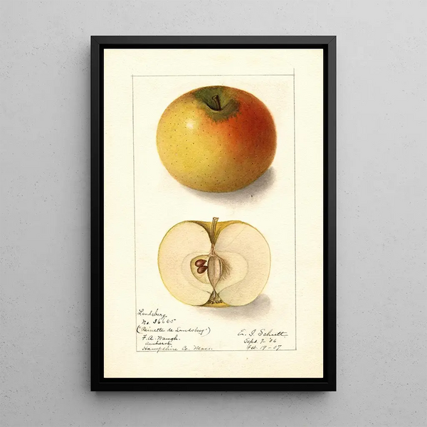 Malus domestica Landsberg - Ellen Isham Schutt — oprawiony obraz na ścianie