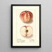 Malus domestica Liveland Raspberry - Ellen Isham Schutt — oprawiony obraz na ścianie
