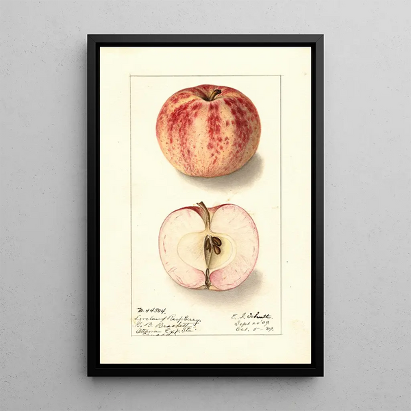 Malus domestica Liveland Raspberry - Ellen Isham Schutt — oprawiony obraz na ścianie
