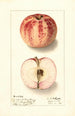 Malus domestica Liveland Raspberry - Ellen Isham Schutt — widok dzieła