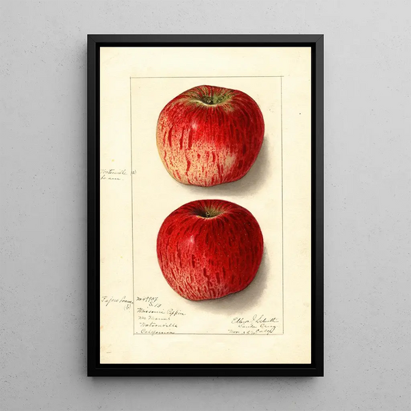Malus domestica Missouri Pippin - Ellen Isham Schutt — oprawiony obraz na ścianie