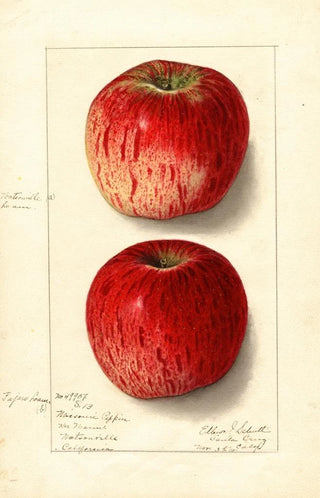 Ellen Isham Schutt - Malus domestica Missouri Pippin.webp