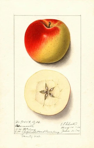 Ellen Isham Schutt - Malus domestica Monmouth.webp