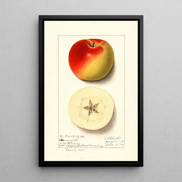 Malus domestica Monmouth - Ellen Isham Schutt — oprawiony obraz na ścianie
