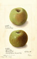 Malus domestica Rhode Island Greening - Ellen Isham Schutt — widok dzieła