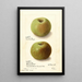 Malus domestica Rhode Island Greening - Ellen Isham Schutt — oprawiony obraz na ścianie