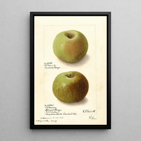 Malus domestica Rhode Island Greening - Ellen Isham Schutt — oprawiony obraz na ścianie