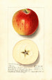 Malus domestica Rome - Ellen Isham Schutt — widok dzieła