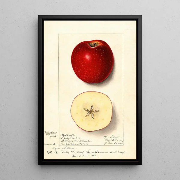 Malus domestica Spitz Esopus - Ellen Isham Schutt — oprawiony obraz na ścianie