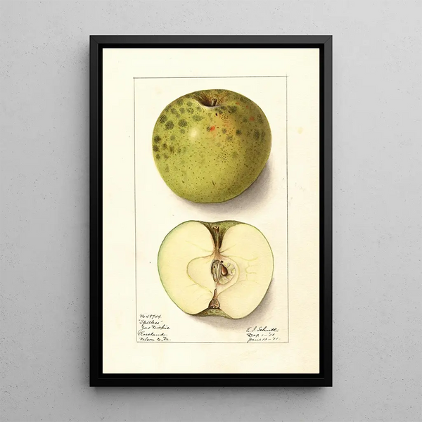 Malus domestica Spotless - Ellen Isham Schutt — oprawiony obraz na ścianie