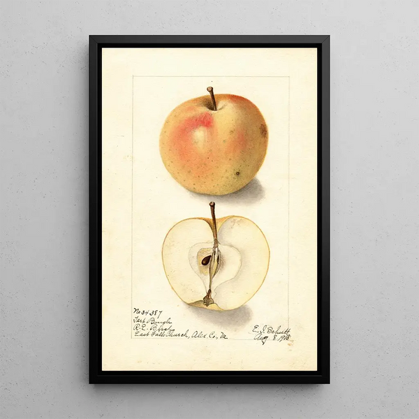 Malus domestica Tart Bough - Ellen Isham Schutt — oprawiony obraz na ścianie