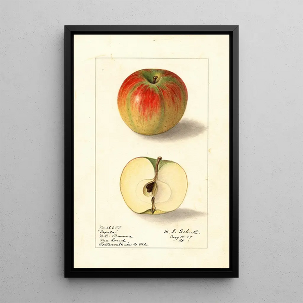 Malus domestica Texala - Ellen Isham Schutt — oprawiony obraz na ścianie