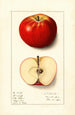 Malus domestica Winesap - Ellen Isham Schutt — widok dzieła
