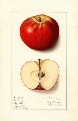 Ellen Isham Schutt - Malus domestica Winesap.webp